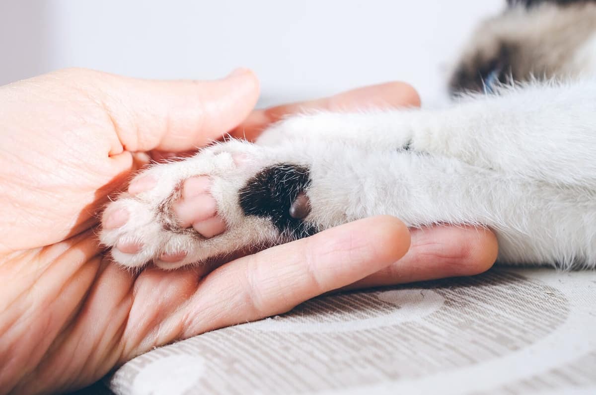 Veja os Sintomas que Indicam Necessidade de um Dermatologista Veterinário