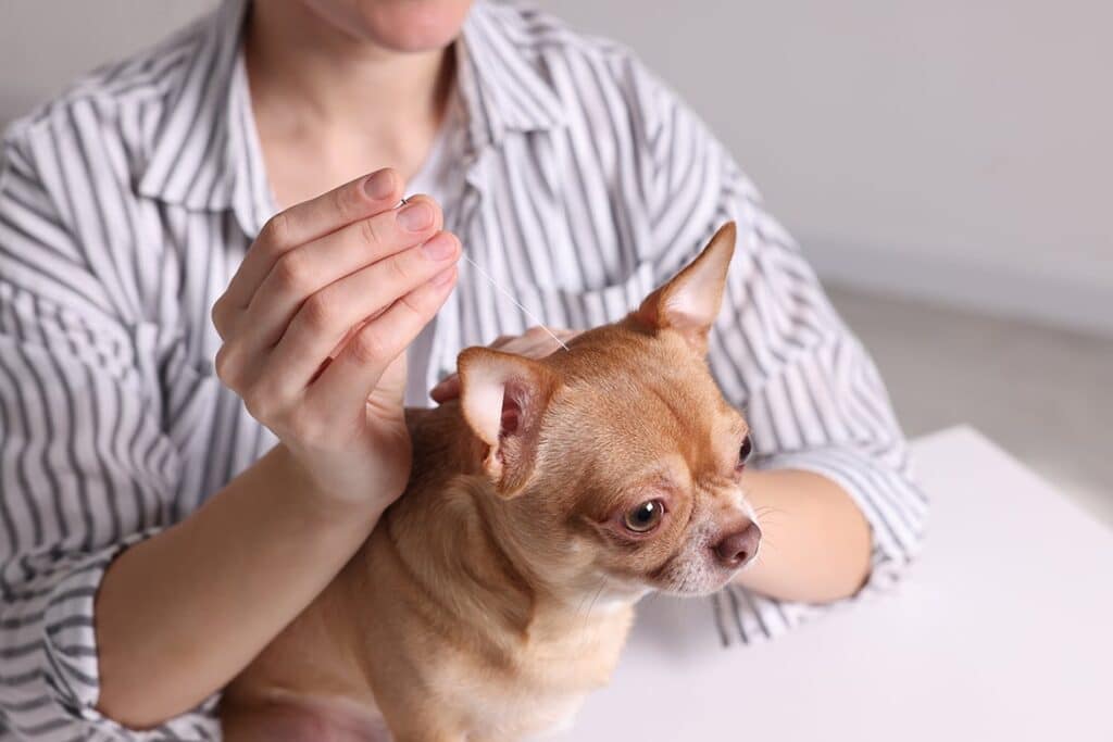 Terapias Holísticas para Alergias em Cães