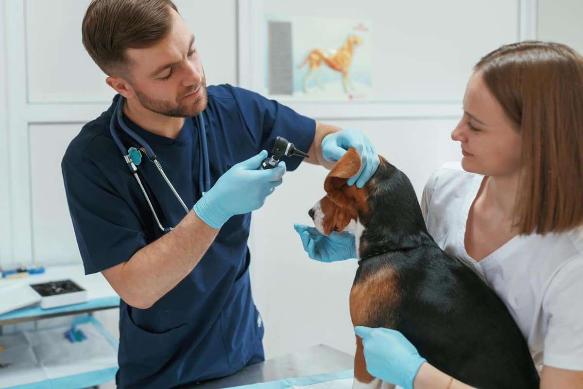 Teste de Alergia em Cães: Guia Completo para Diagnóstico e Tratamento da Dermatite Atópica