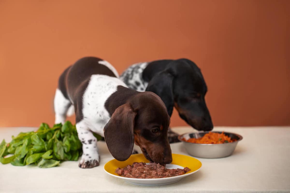 Tratamento de Alergias em Cães: Guia Completo para Donos