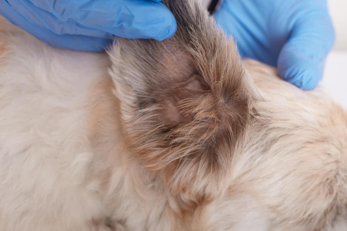Tratamento da Otite em Cães e Gatos: Passo a Passo