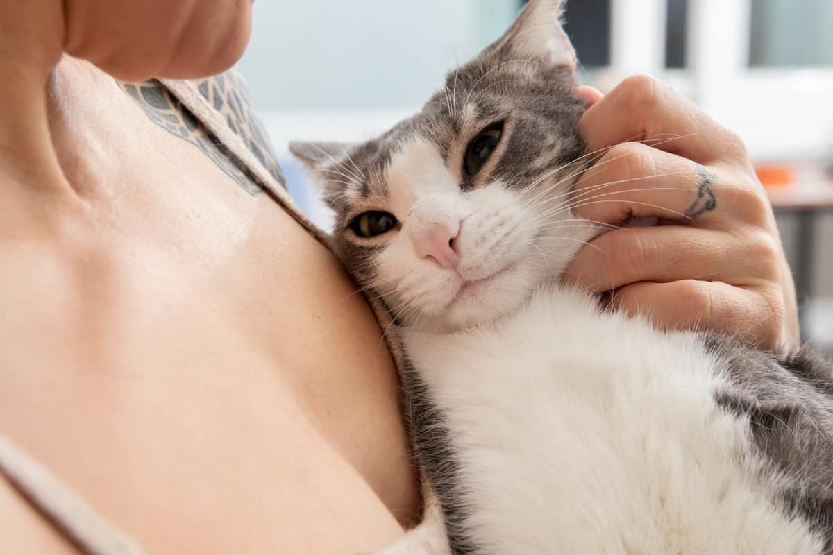 Tudo sobre a seborreia no meu Pet