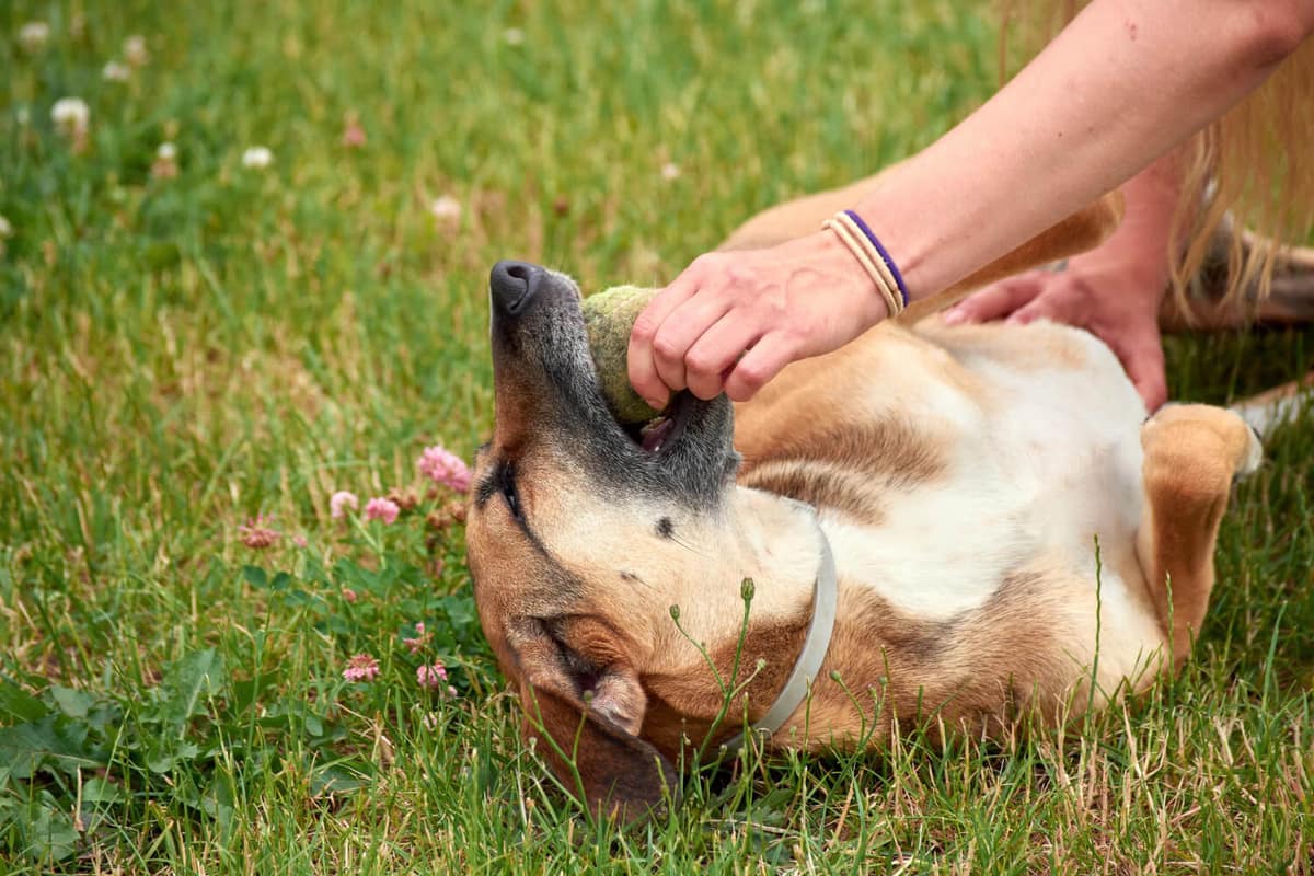 Tumores Cutâneos em Cães: Tipos Mais Comuns e Quando Procurar Avaliação Veterinária