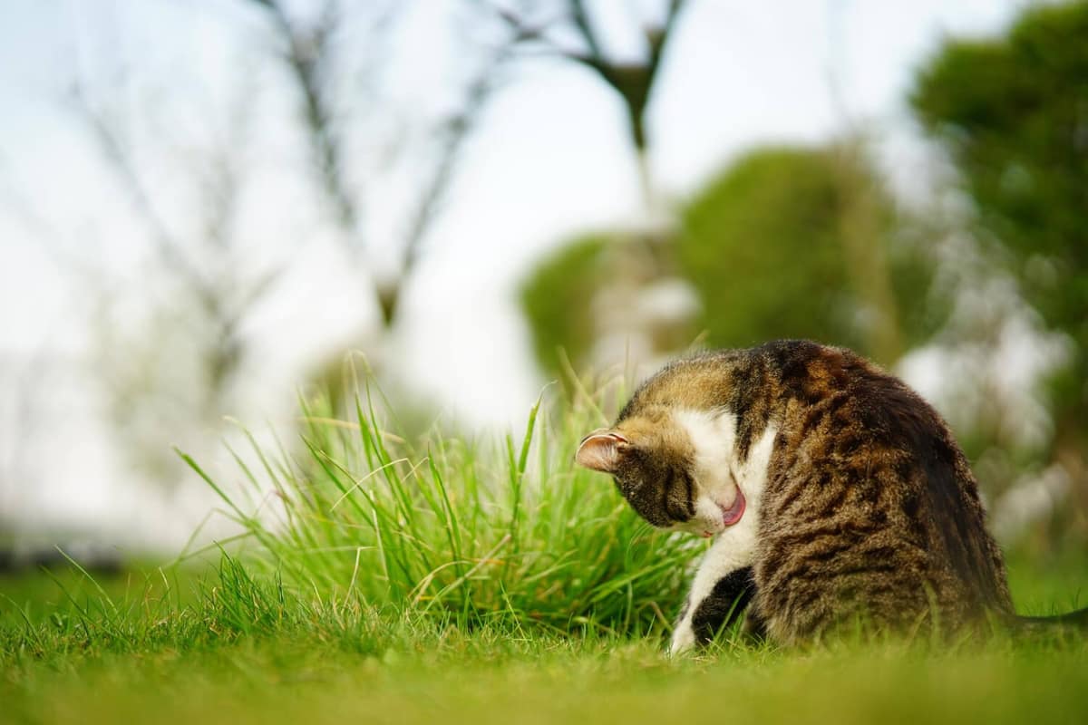 Tumores de Pele em Gatos: Sinais Precoces