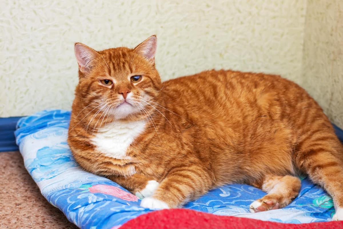 Tumores de pele em gatos: sinais iniciais que todo tutor precisa reconhecer