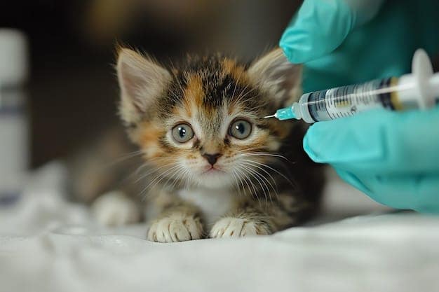 Vacina de Alergia em Gato: O que Você Precisa Saber para Garantir a Saúde do Seu Pet