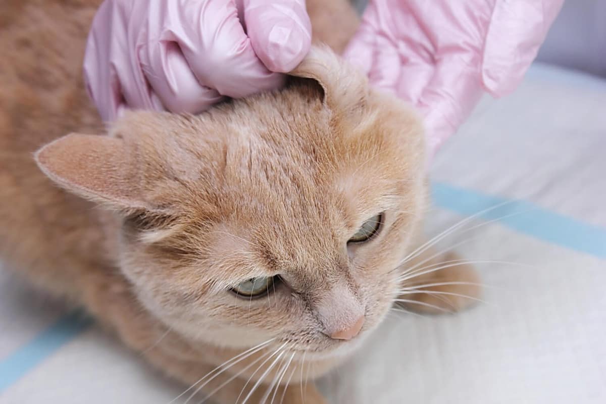 Vacina para Alergia em Gatos: Como Funciona e Quais São os Benefícios