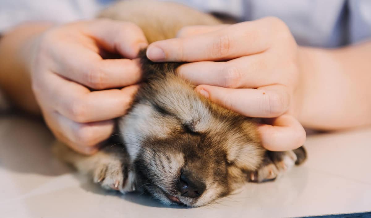 Crescimento de Verrugas em Cães: O Que Fazer?
