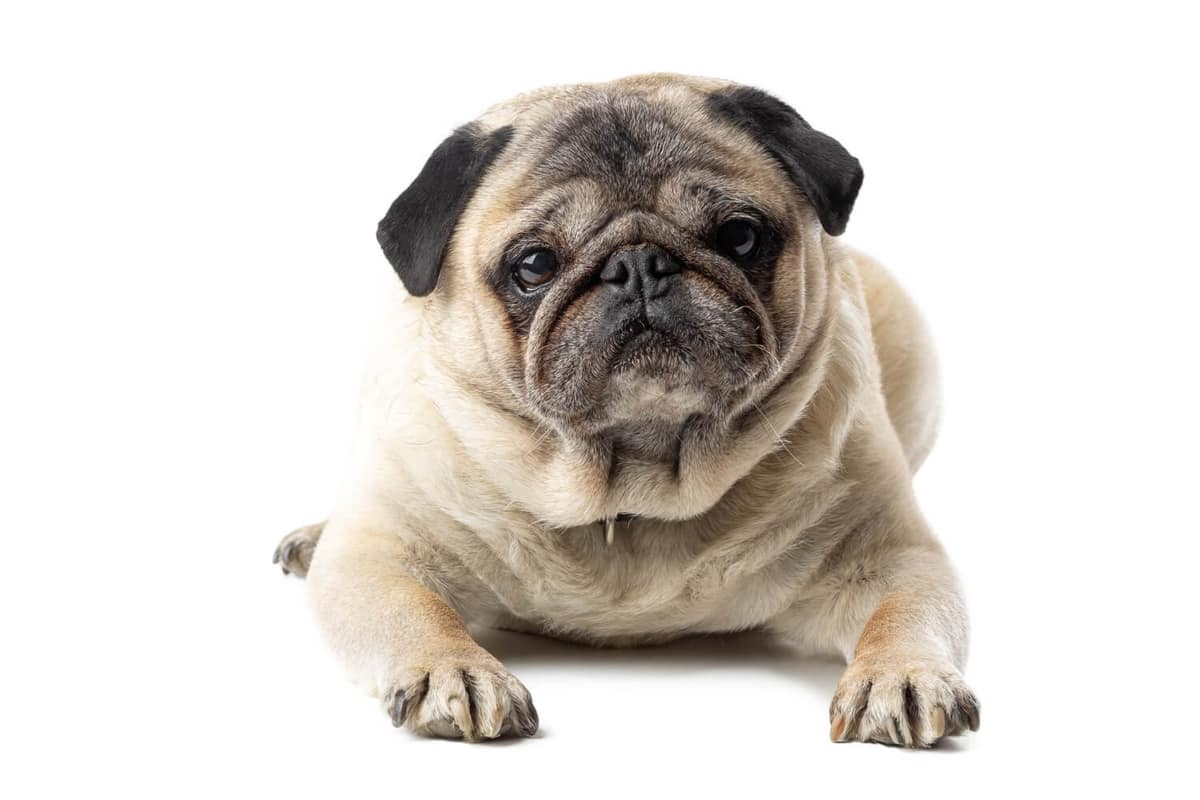 Verrugas em cães: quando tratar e quando apenas acompanhar?