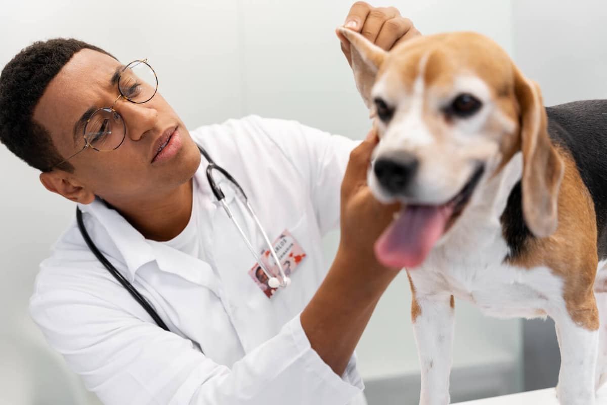 Veterinário Especialista em Alergias de Pele Canina no Morumbi, SP