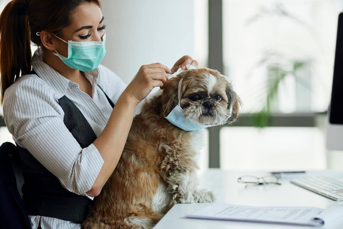 Veterinário Especialista em Pele Canina em Vila Olímpia, SP