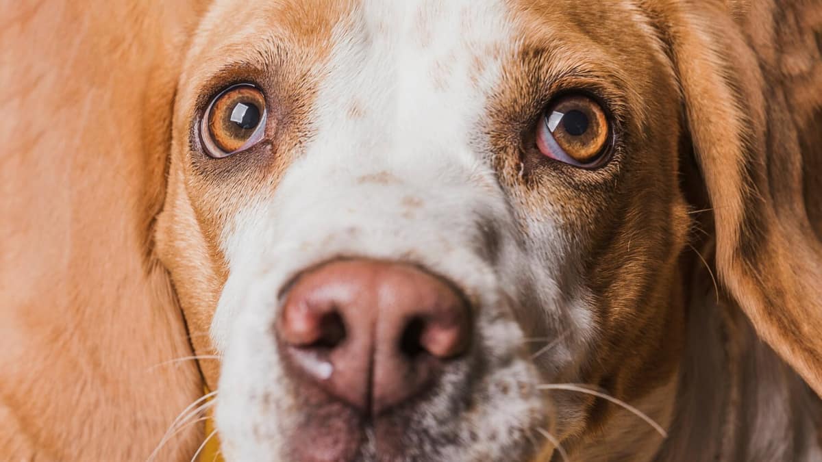 Alergias Cruzadas: Como Proteger Seus Pets de Reações Múltiplas