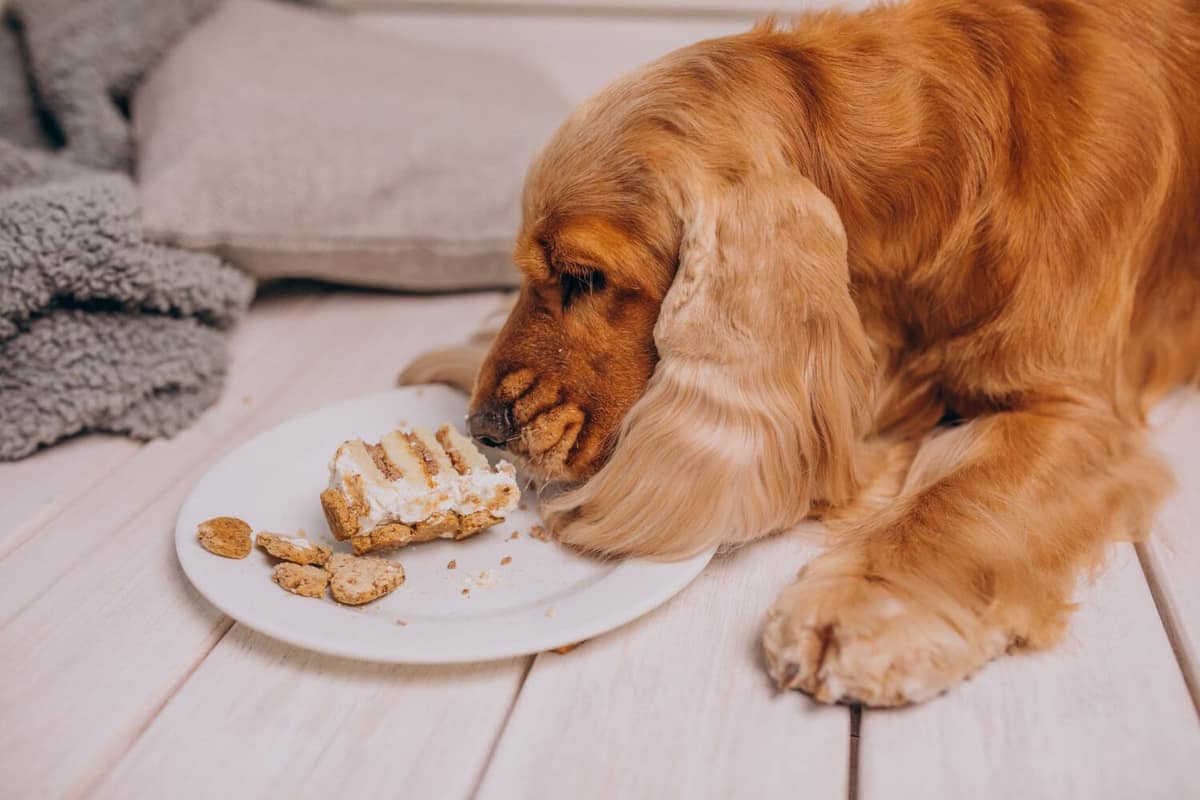 Como a Dieta Influencia as Alergias em Cães