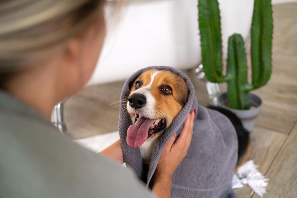 Limpeza e Cuidados com o Lar para Reduzir Alergias em Cães e Gatos