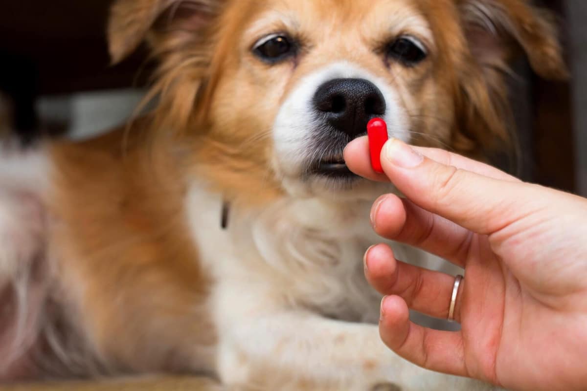 Zenrelia para Cães e Gatos: Como Esse Suplemento Pode Ajudar Seu Pet a Viver com Mais Calma