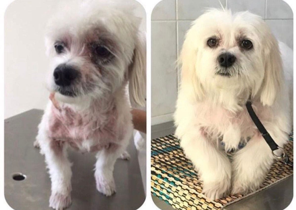 Caso de Dermatite atópica canina — undefined, undefined