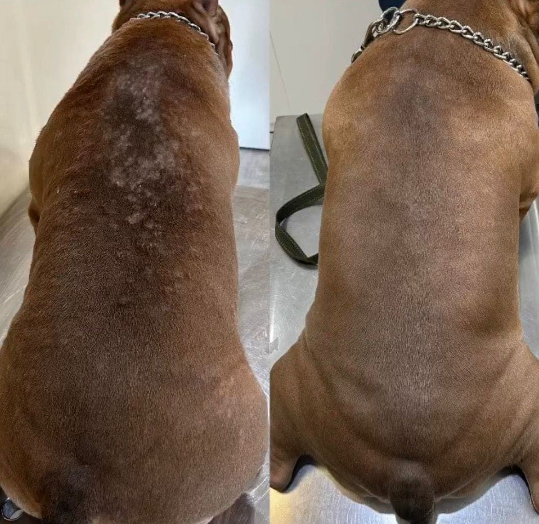Caso de Pioderma crônico — undefined, undefined