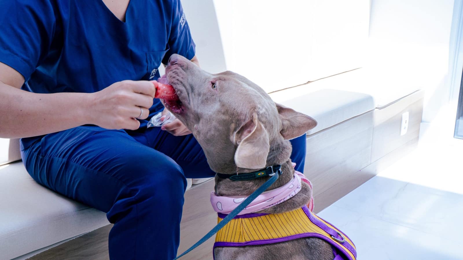 Dessensibilização em dermatite atópica: como funciona o tratamento que melhora a qualidade de vida dos pets
