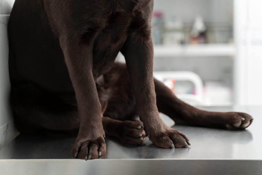 Dermatite bacteriana em cães