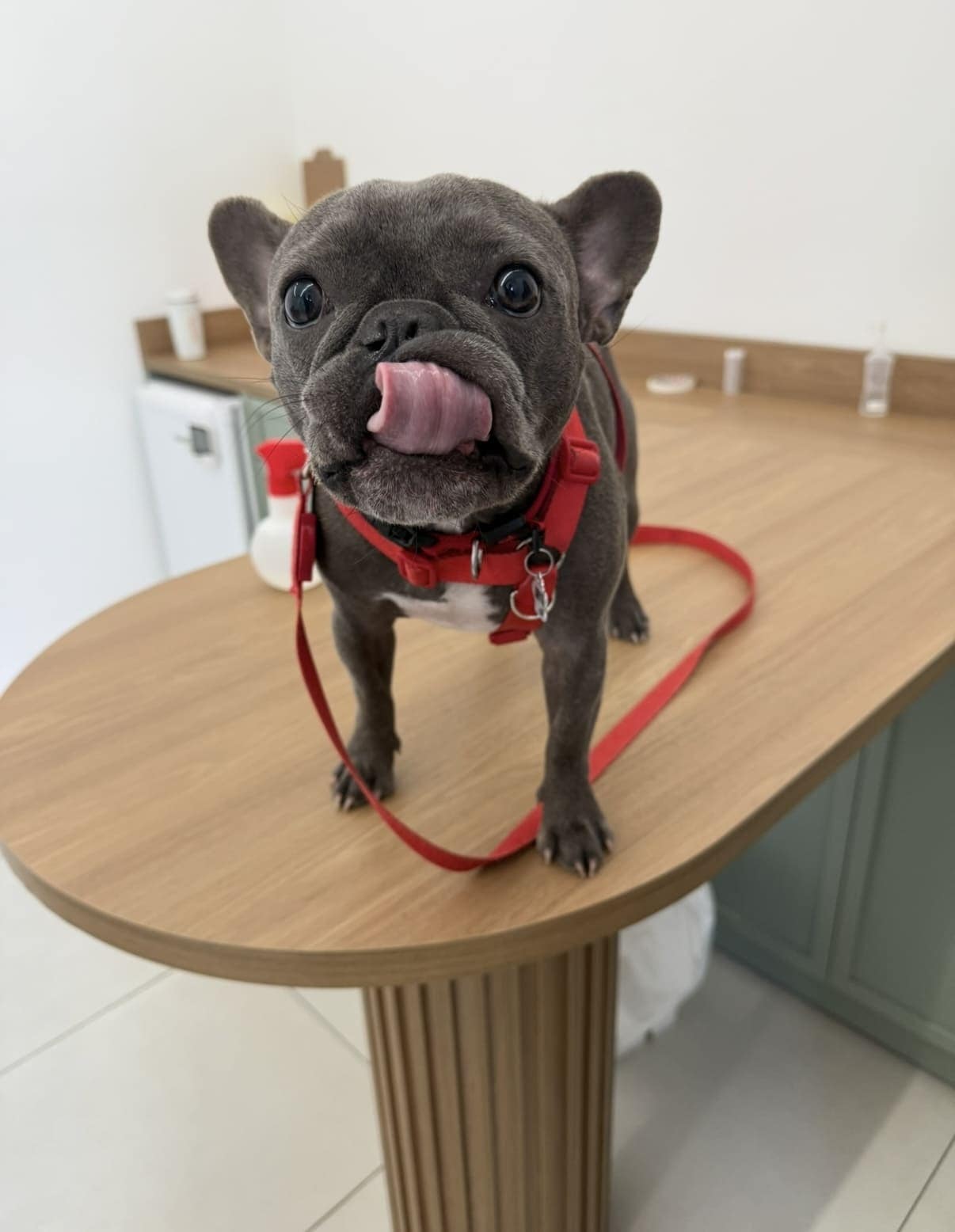Veterinário cuidando do pet