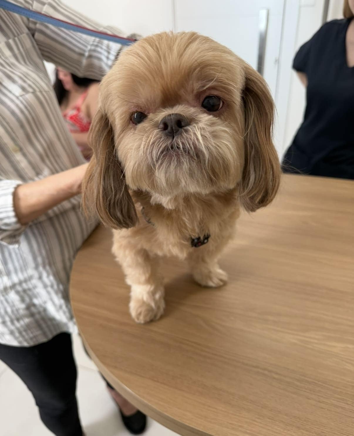 Atendimento dermatológico veterinário